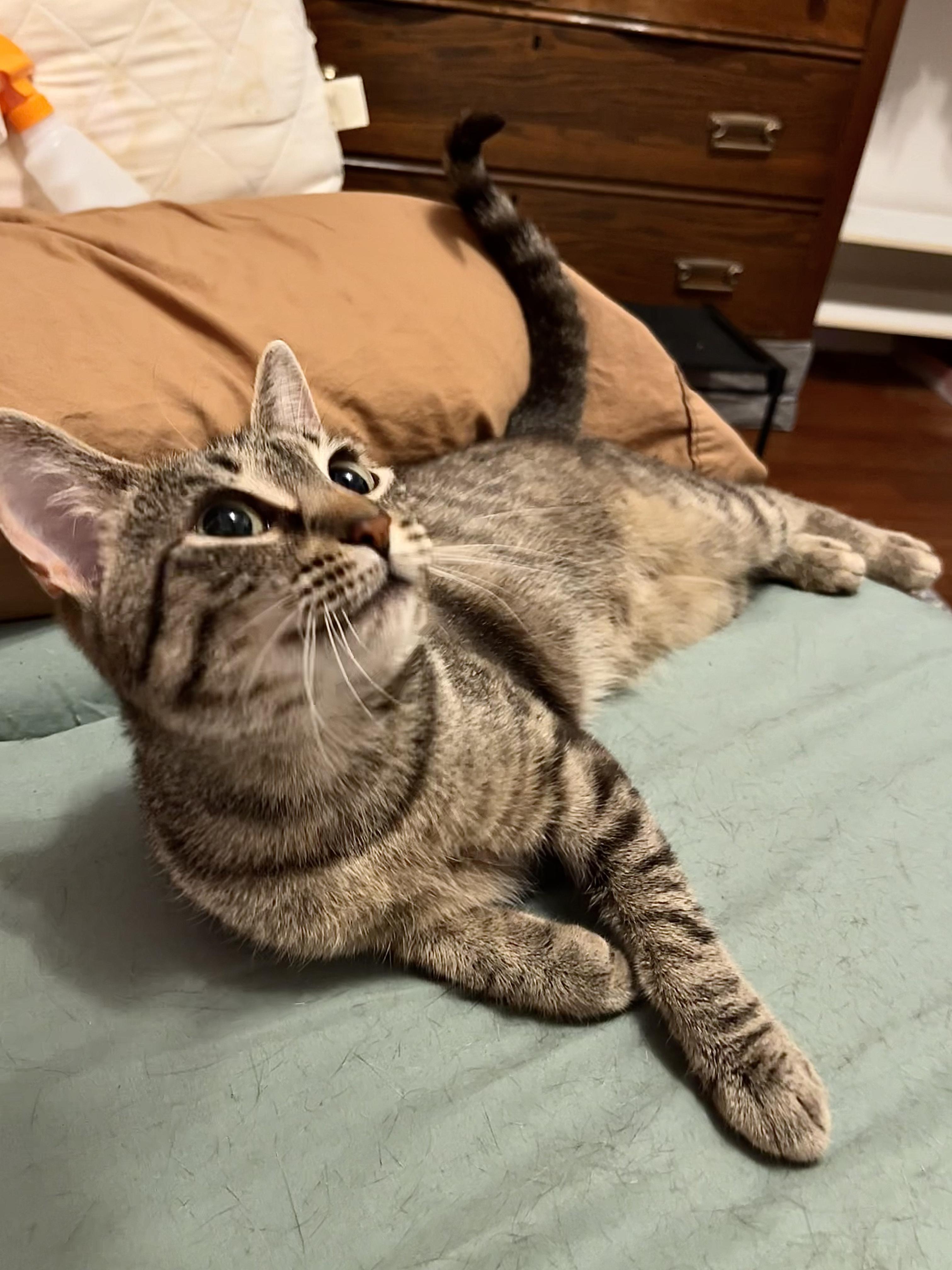 Charlotte, a ADOPTABLE Domestic Short Hair in Kalamazoo, MI image 3/6