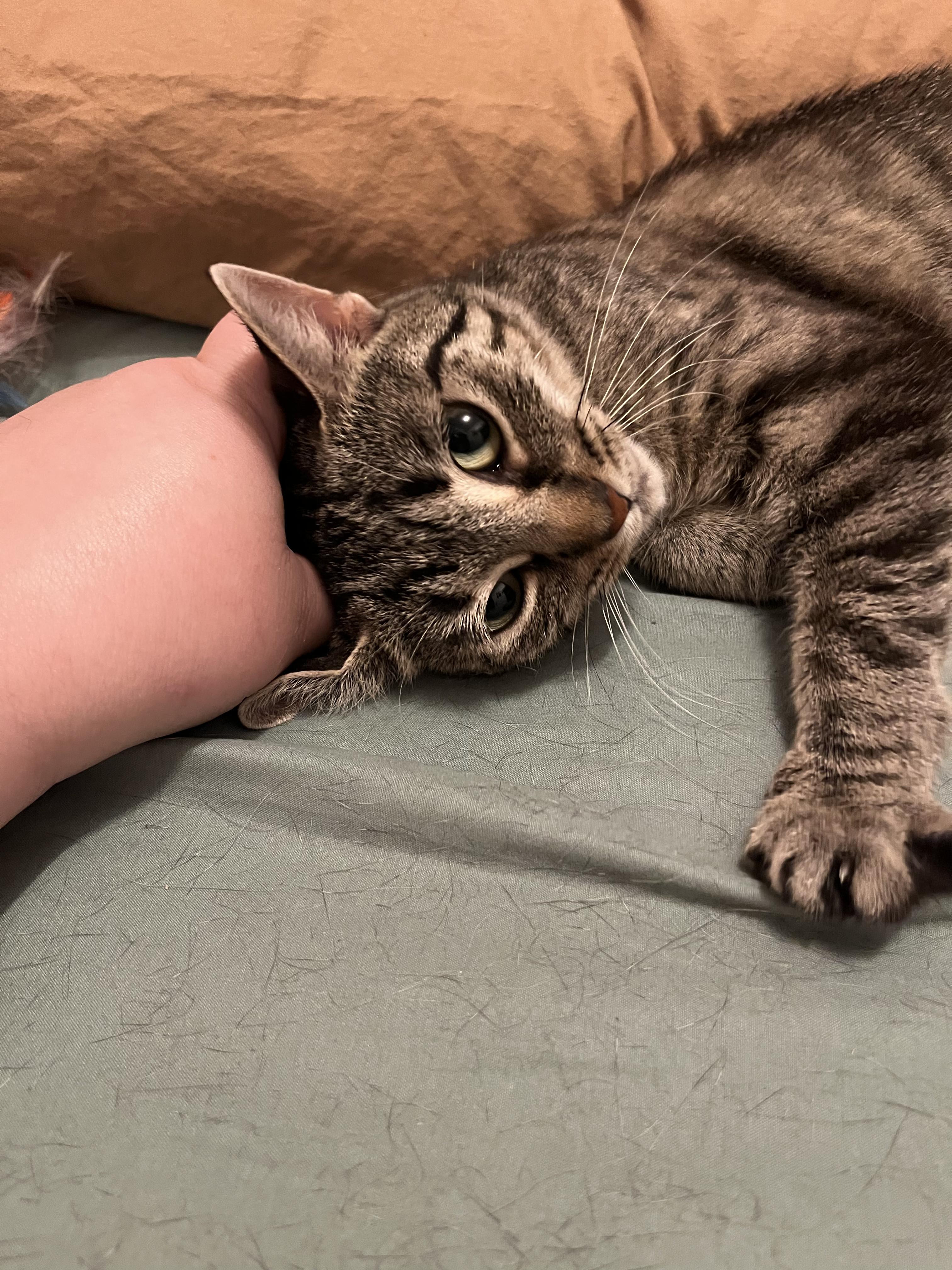 Charlotte, a ADOPTABLE Domestic Short Hair in Kalamazoo, MI image 1/6