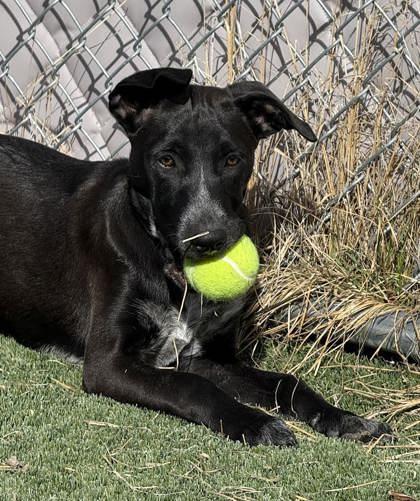Enlarge Moe, a ADOPTABLE mixed breed in Hamilton, MT image 2/3