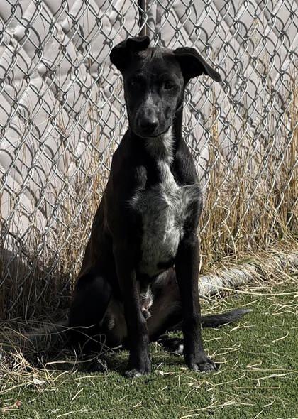 Enlarge Moe, a ADOPTABLE mixed breed in Hamilton, MT image 3/3