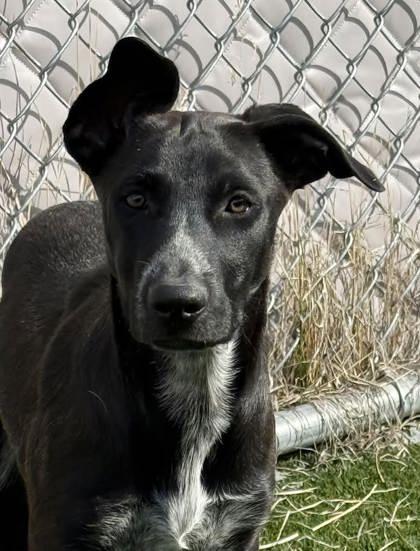 Enlarge Moe, a ADOPTABLE mixed breed in Hamilton, MT image 1/3