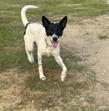 Enlarge Navy, a Adoptable mixed breed in Conway, SC image 1/3