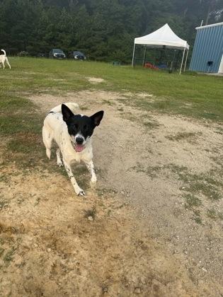 Enlarge Navy, a Adoptable mixed breed in Conway, SC image 2/3