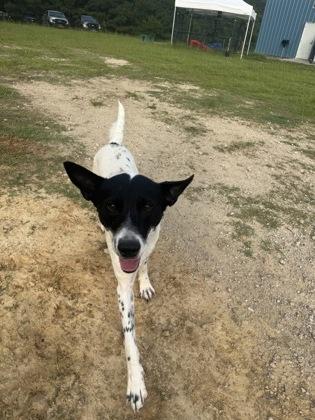 Enlarge Navy, a Adoptable mixed breed in Conway, SC image 3/3