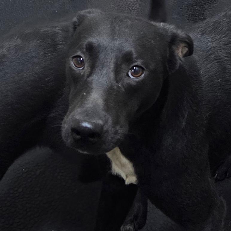 Dot, Adoptable, Young Female Black Labrador Retriever & Mixed Breed.