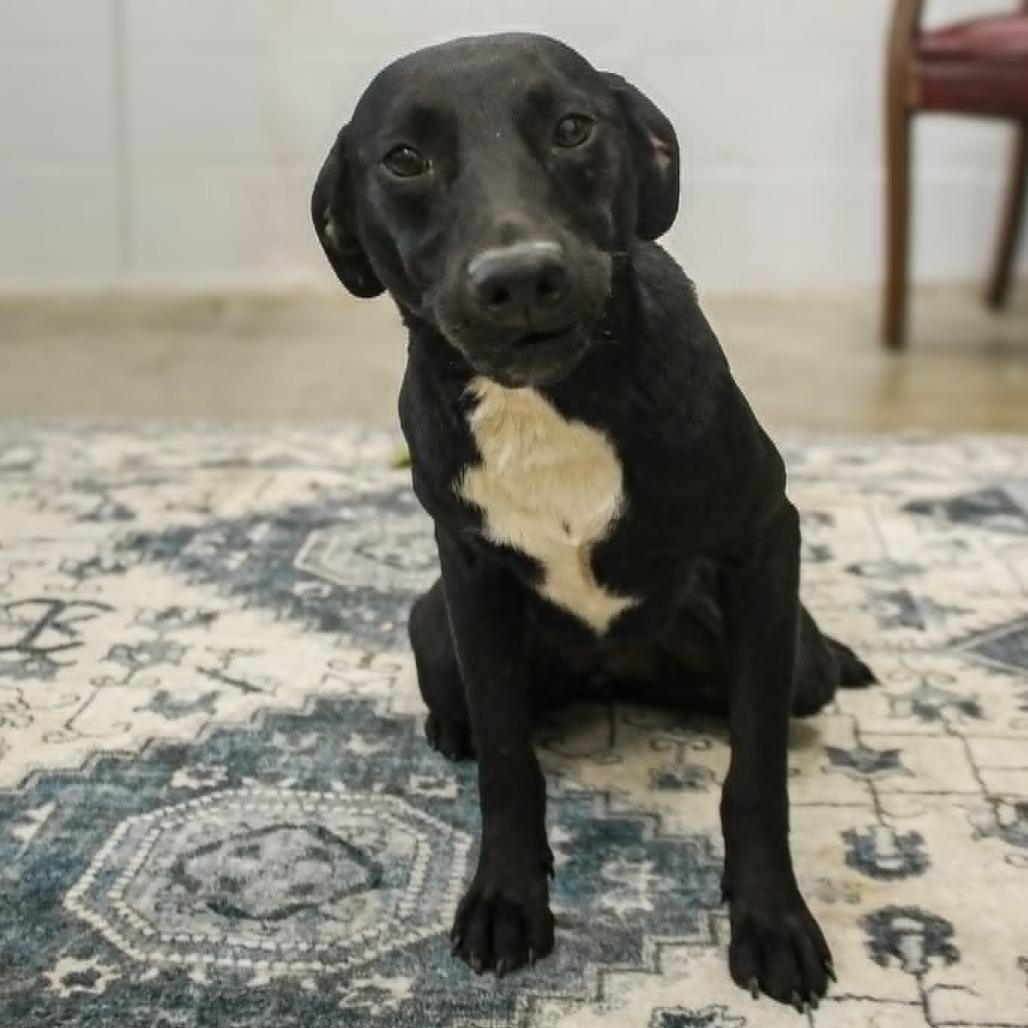 Enlarge Dot, a Adoptable mixed breed in Madisonville, KY image 2/2