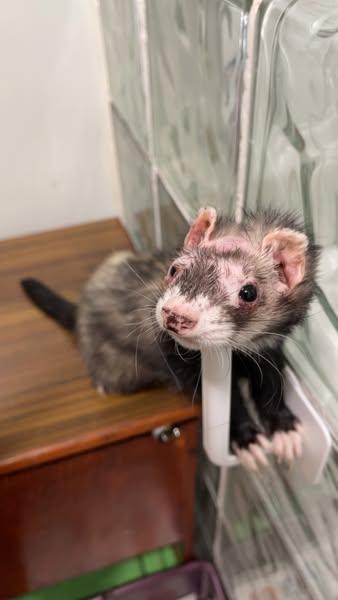 Sprinkles, Adoptable, Young Male Ferret.