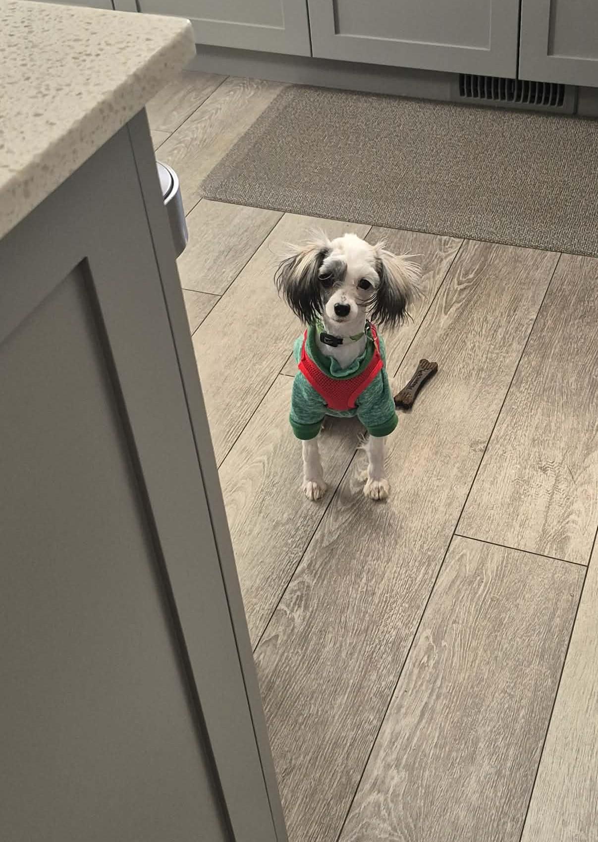 Annabeth, a ADOPTABLE mixed breed in Calgary, AB image 1/6