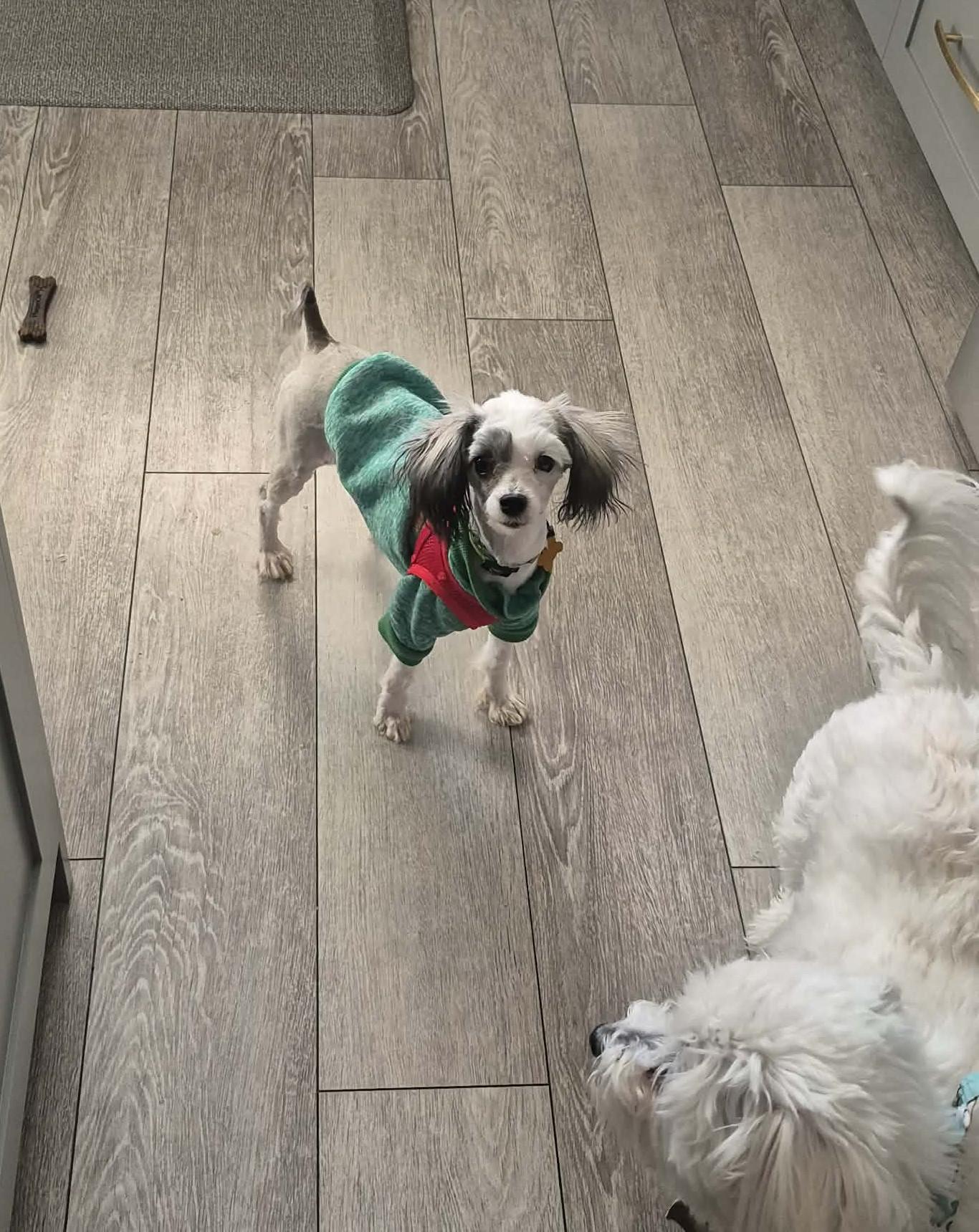 Annabeth, a ADOPTABLE mixed breed in Calgary, AB image 2/6