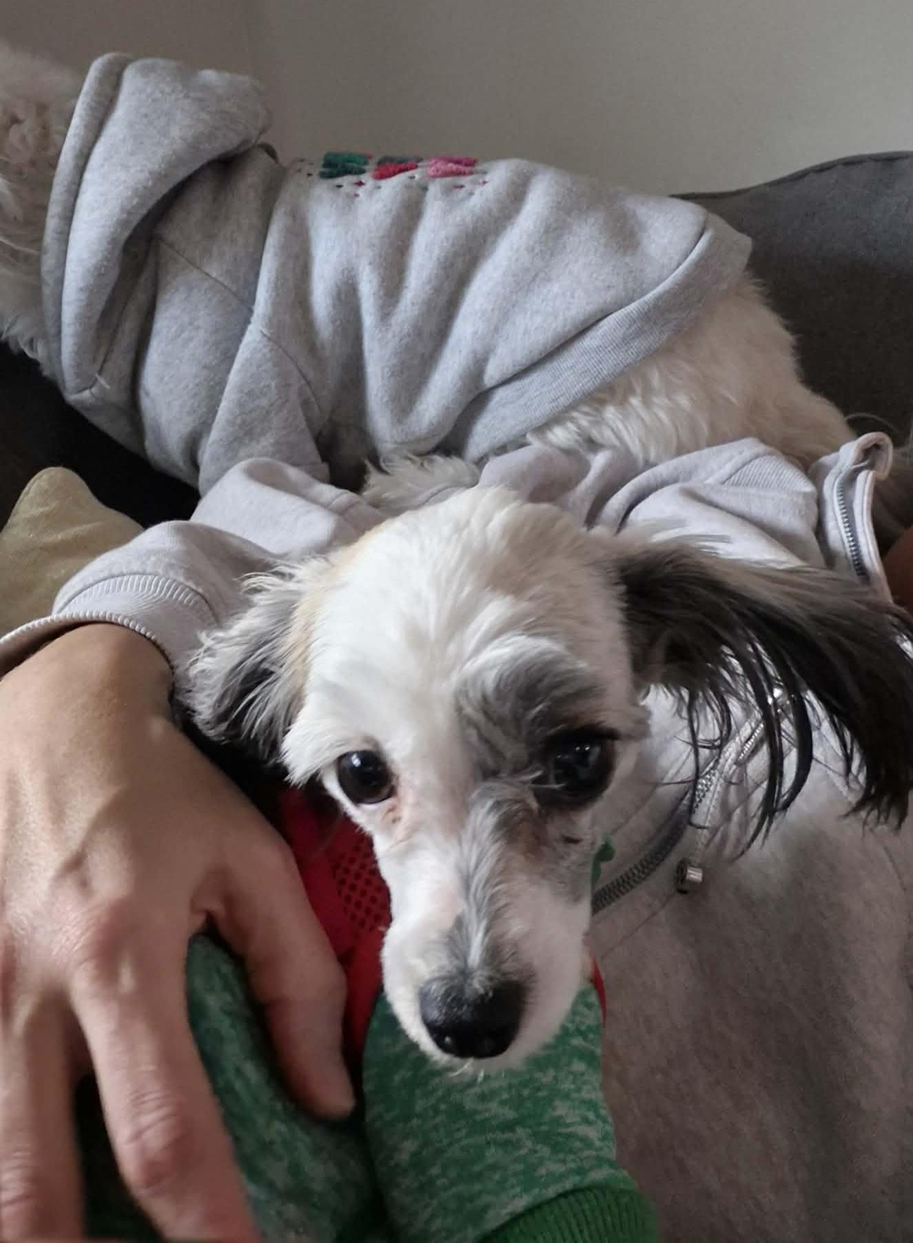 Annabeth, a ADOPTABLE mixed breed in Calgary, AB image 3/6