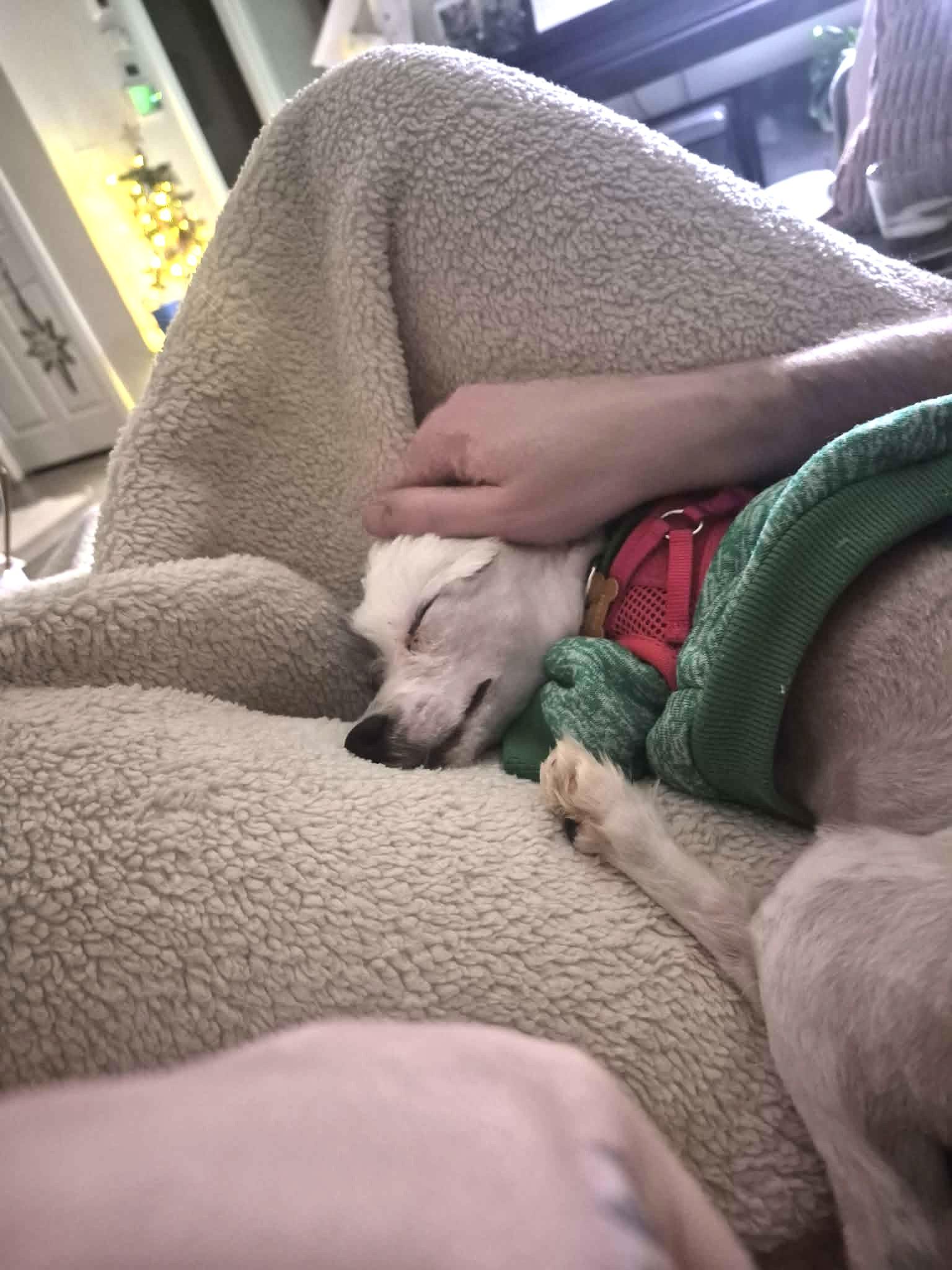 Annabeth, a ADOPTABLE mixed breed in Calgary, AB image 4/6