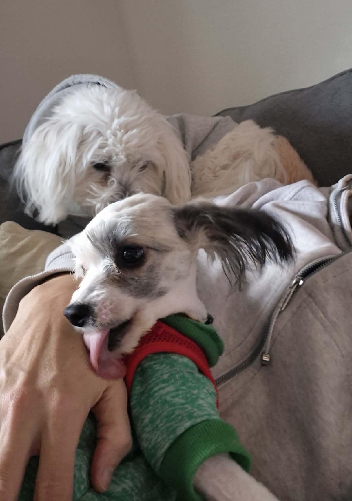 Annabeth, a ADOPTABLE mixed breed in Calgary, AB image 5/6