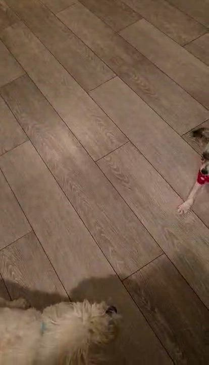 Enlarge Annabeth, a ADOPTABLE mixed breed in Calgary, AB video 6/6