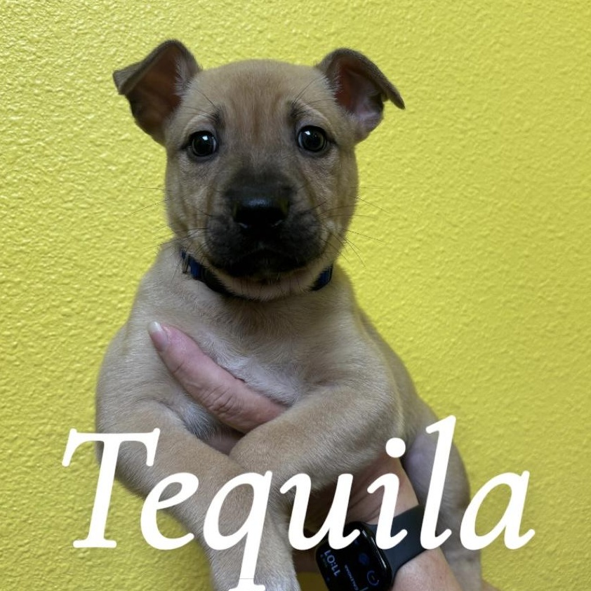 Enlarge Taquila, a Adoptable mixed breed in Woodland, CA image 1/1