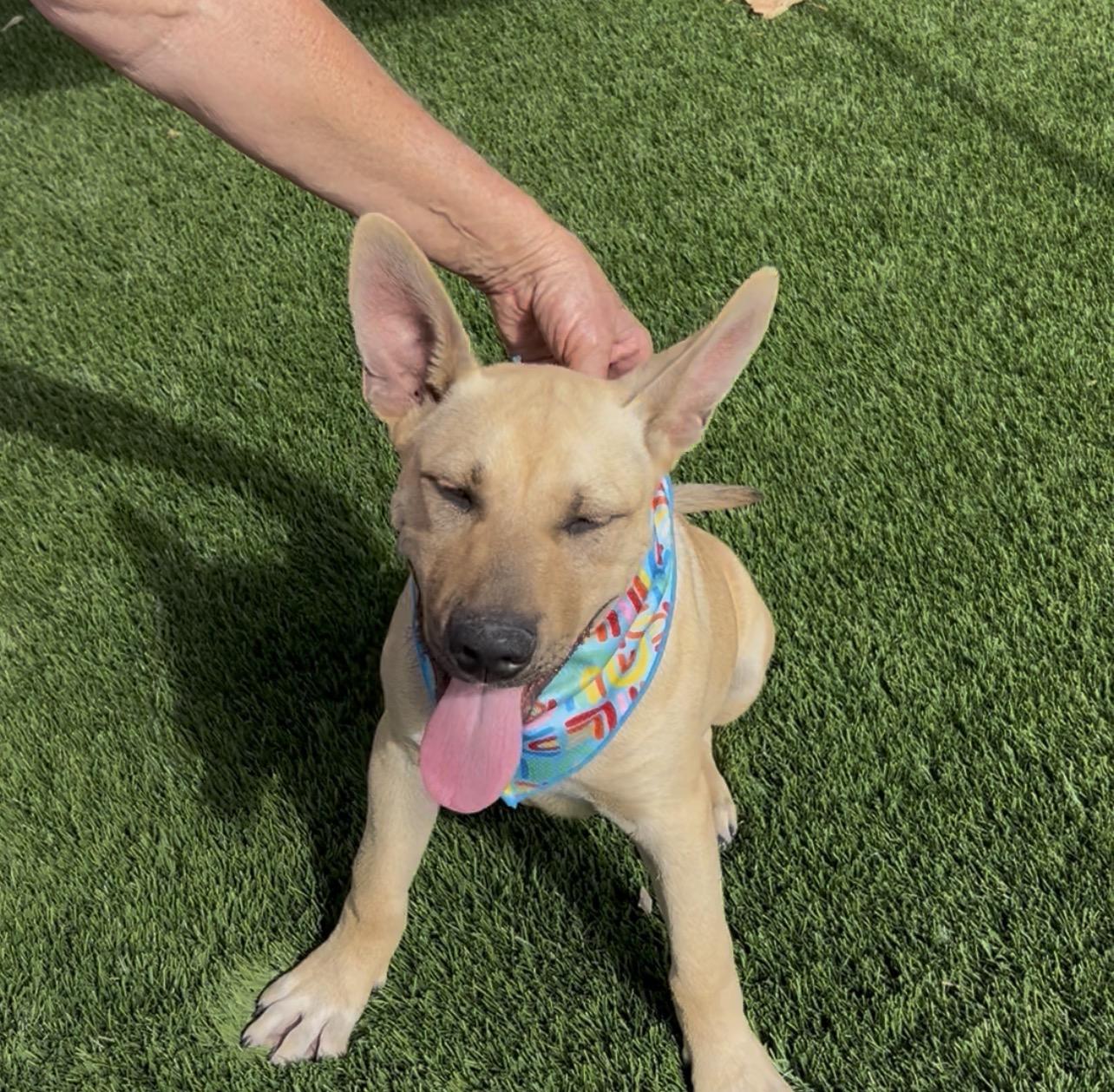 Taquila, a Adoptable mixed breed in Woodland, CA image 2/2