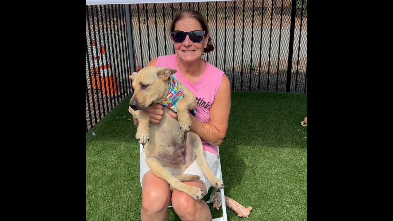 Enlarge Taquila, a Adoptable mixed breed in Woodland, CA video 1/2