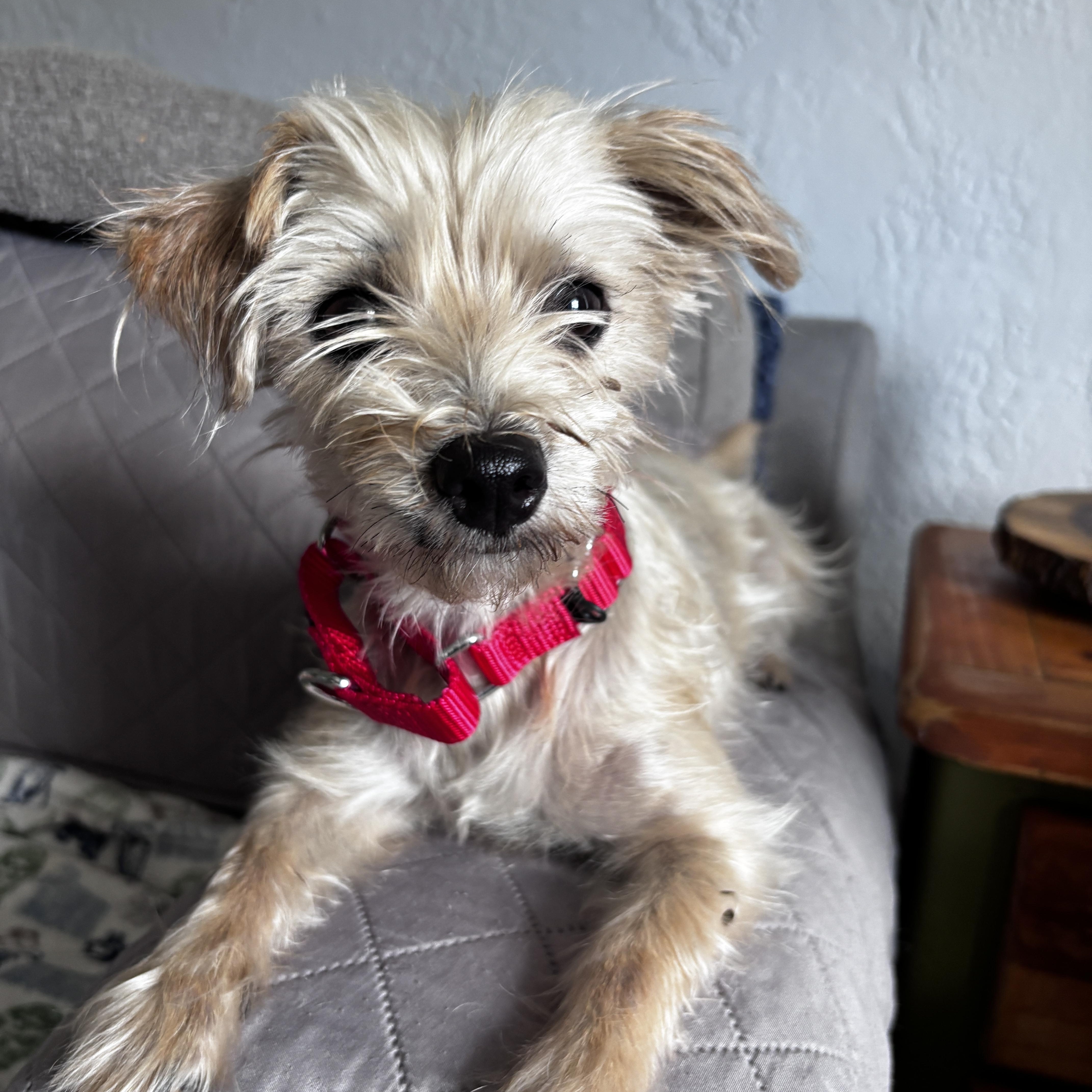 Silvermist and Periwinkle, an adopted mixed breed in Tampa, FL image 6/6