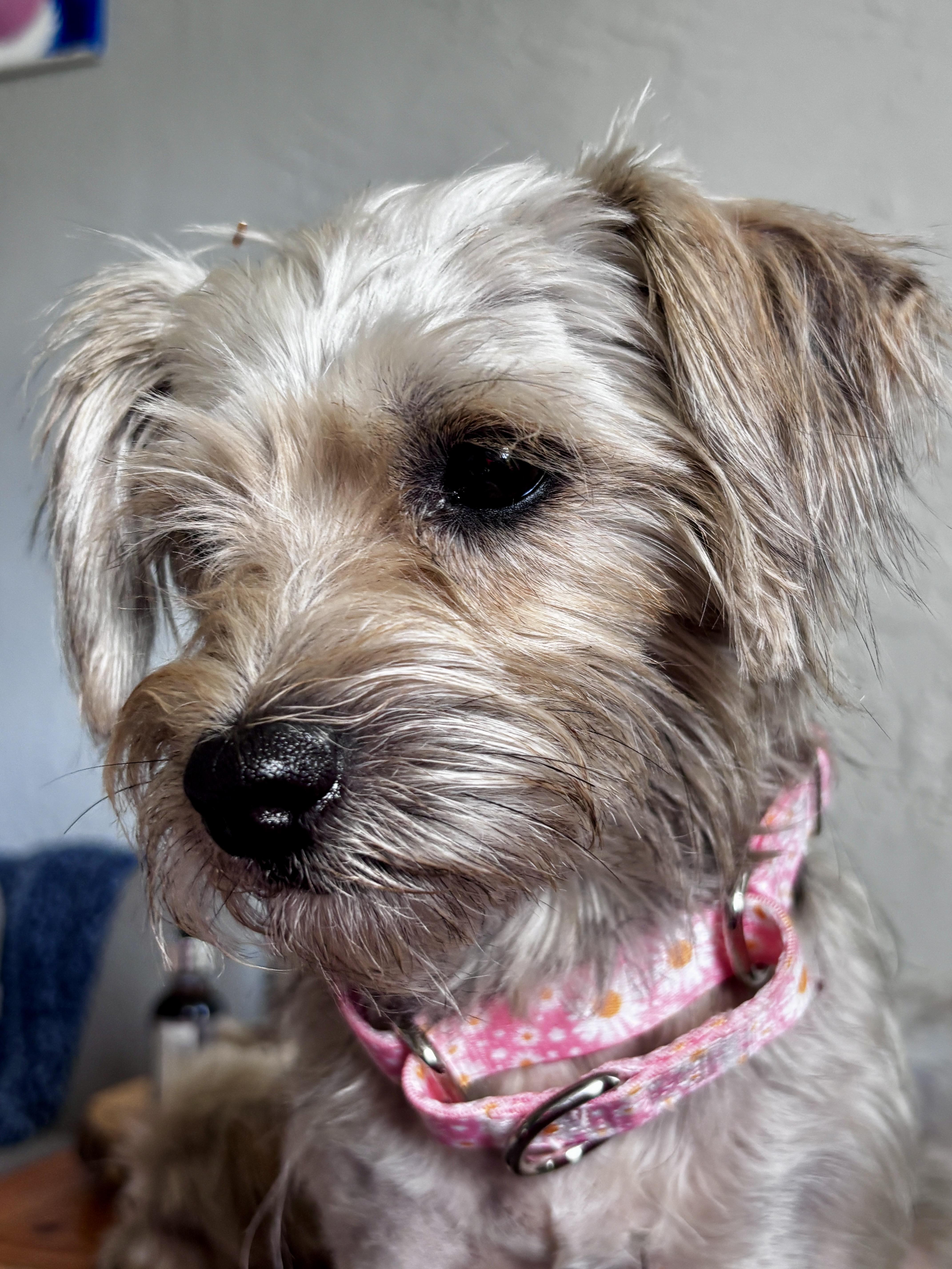 Silvermist and Periwinkle, an adopted mixed breed in Tampa, FL image 5/6