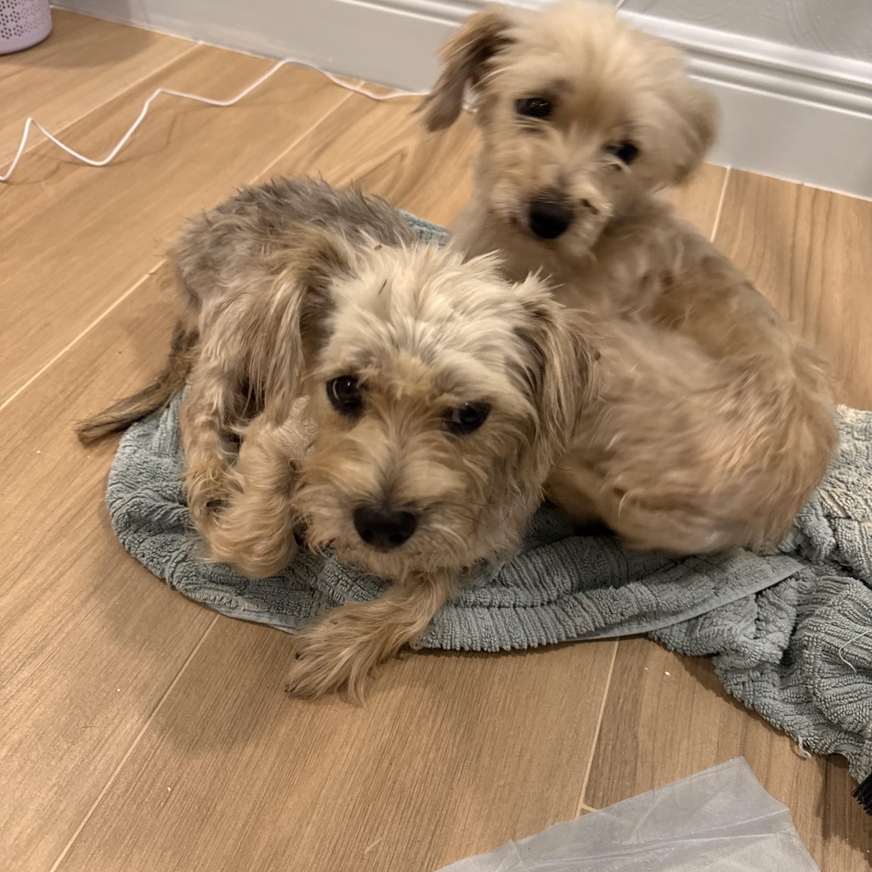 Silvermist and Periwinkle, an adopted mixed breed in Tampa, FL image 3/6