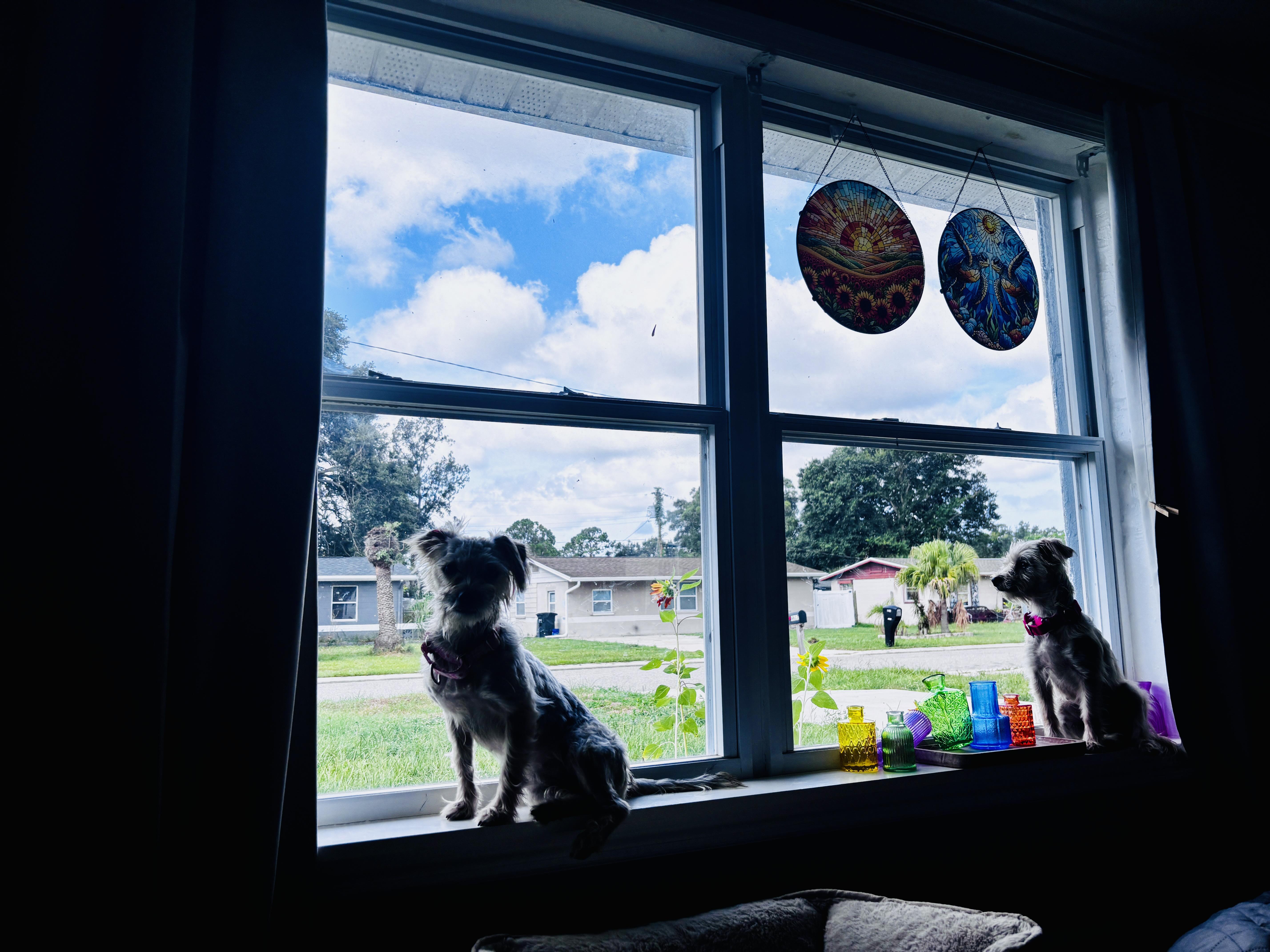 Silvermist and Periwinkle, an adopted mixed breed in Tampa, FL image 2/6