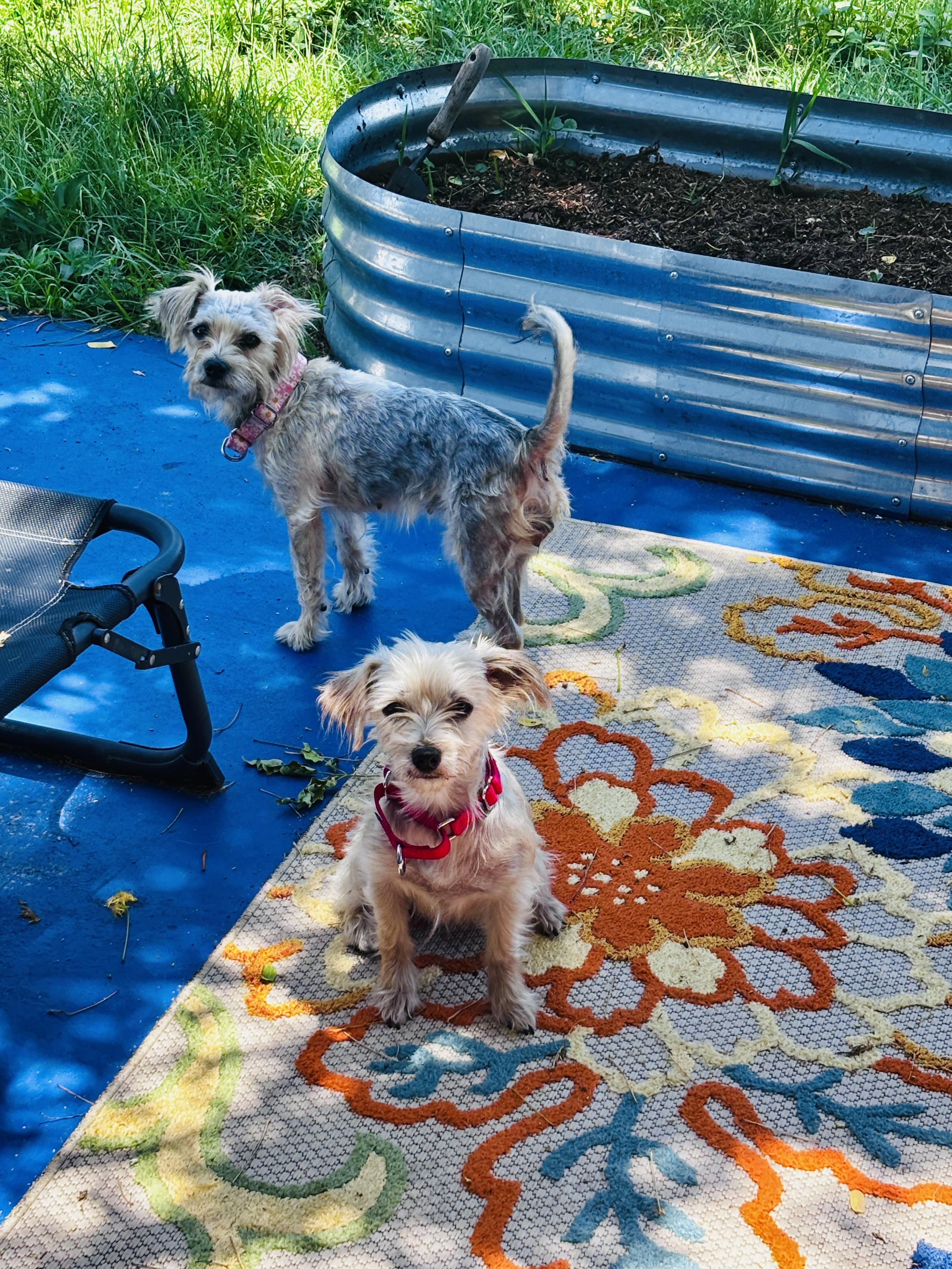 Silvermist and Periwinkle, adopted, Puppy Female Cairn Terrier.