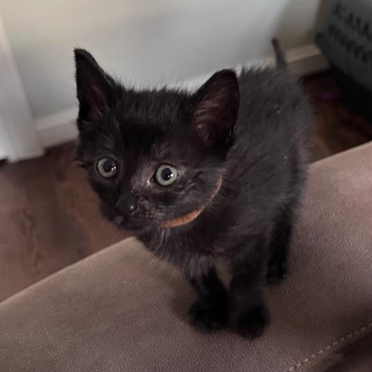 Peppercorn, a Adoptable Domestic Short Hair in Houston, TX image 1/2