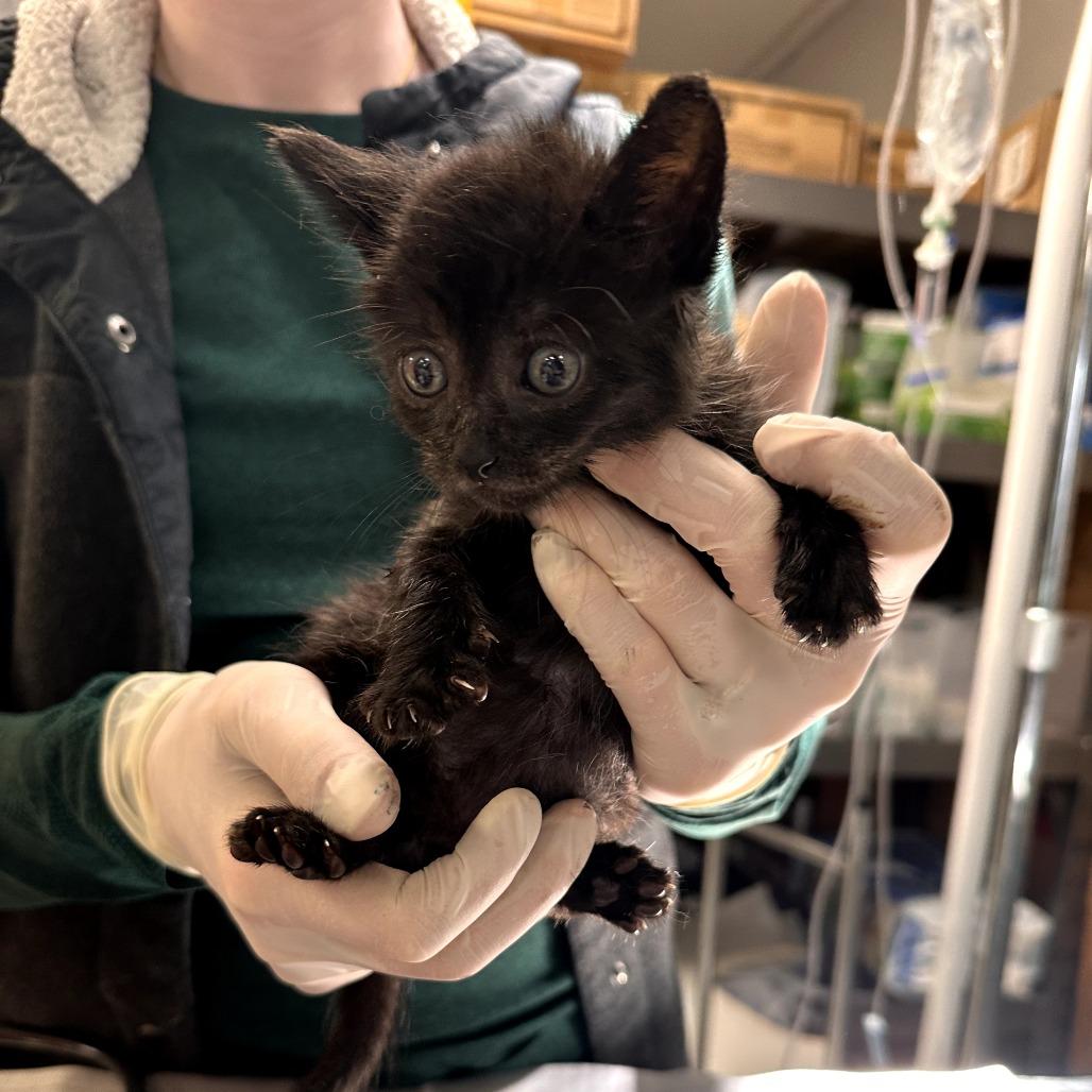 Peppercorn, a Adoptable Domestic Short Hair in Houston, TX image 2/2
