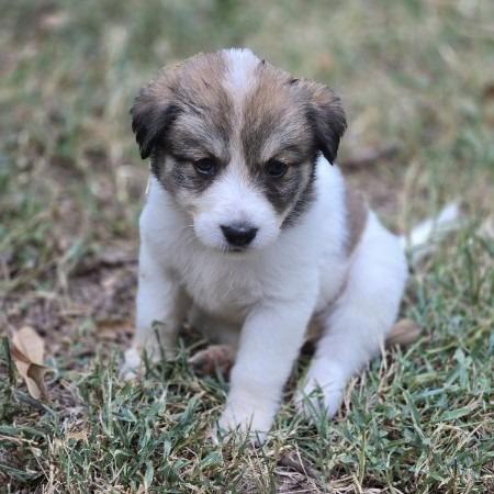 Enlarge Shakira, a Adoptable mixed breed in Claremore, OK image 2/2