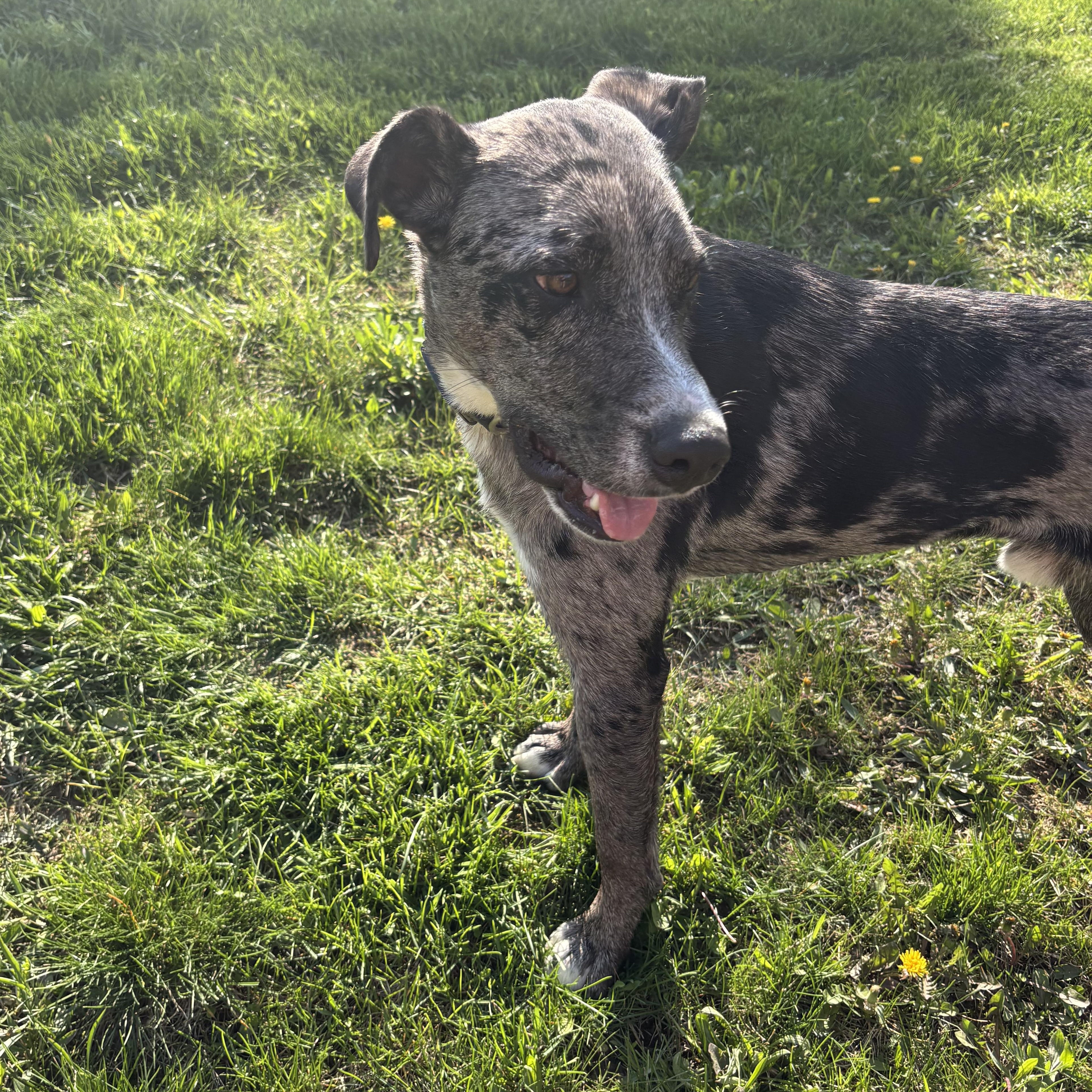 Enlarge Blue, an adopted Catahoula Leopard Dog in Adrian, MI image 3/6