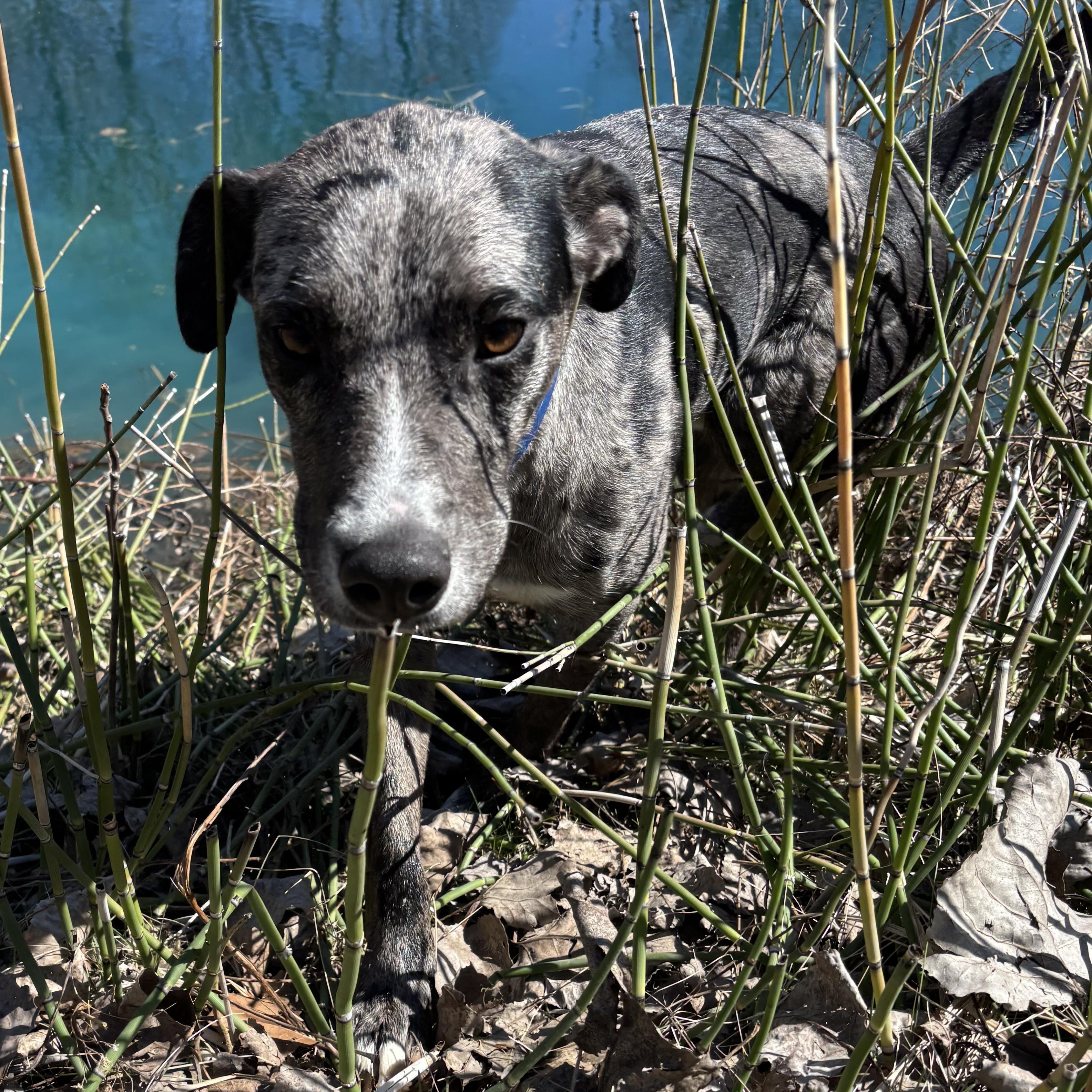 Enlarge Blue, an adopted Catahoula Leopard Dog in Adrian, MI image 6/6