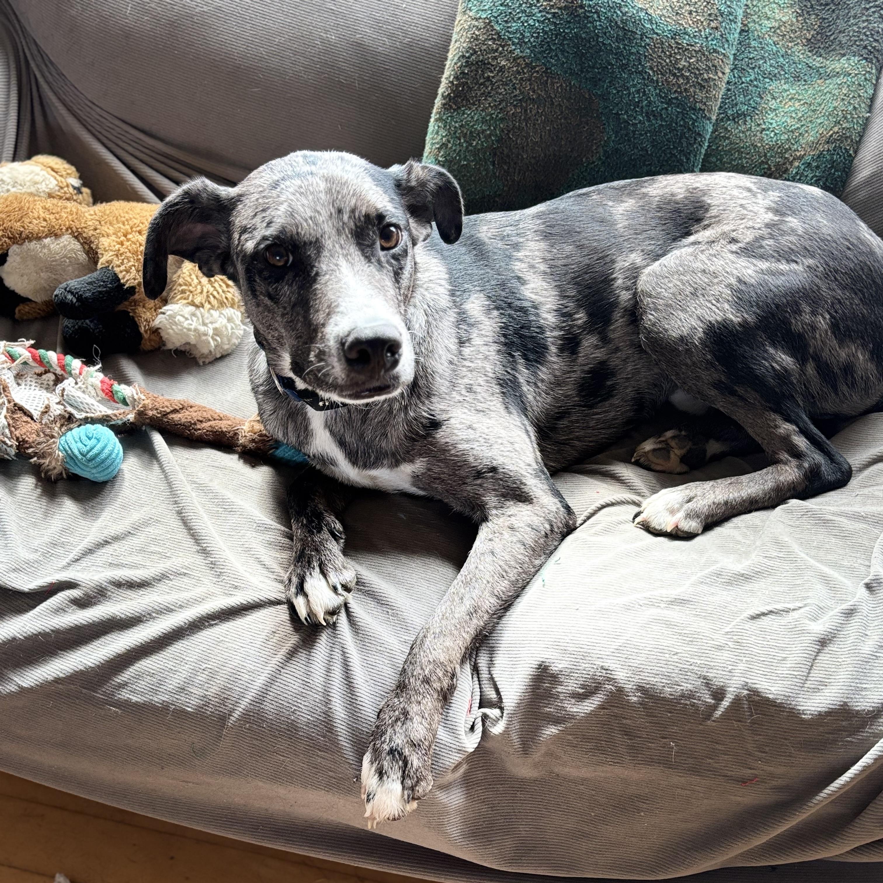 Enlarge Blue, an adopted Catahoula Leopard Dog in Adrian, MI image 5/6
