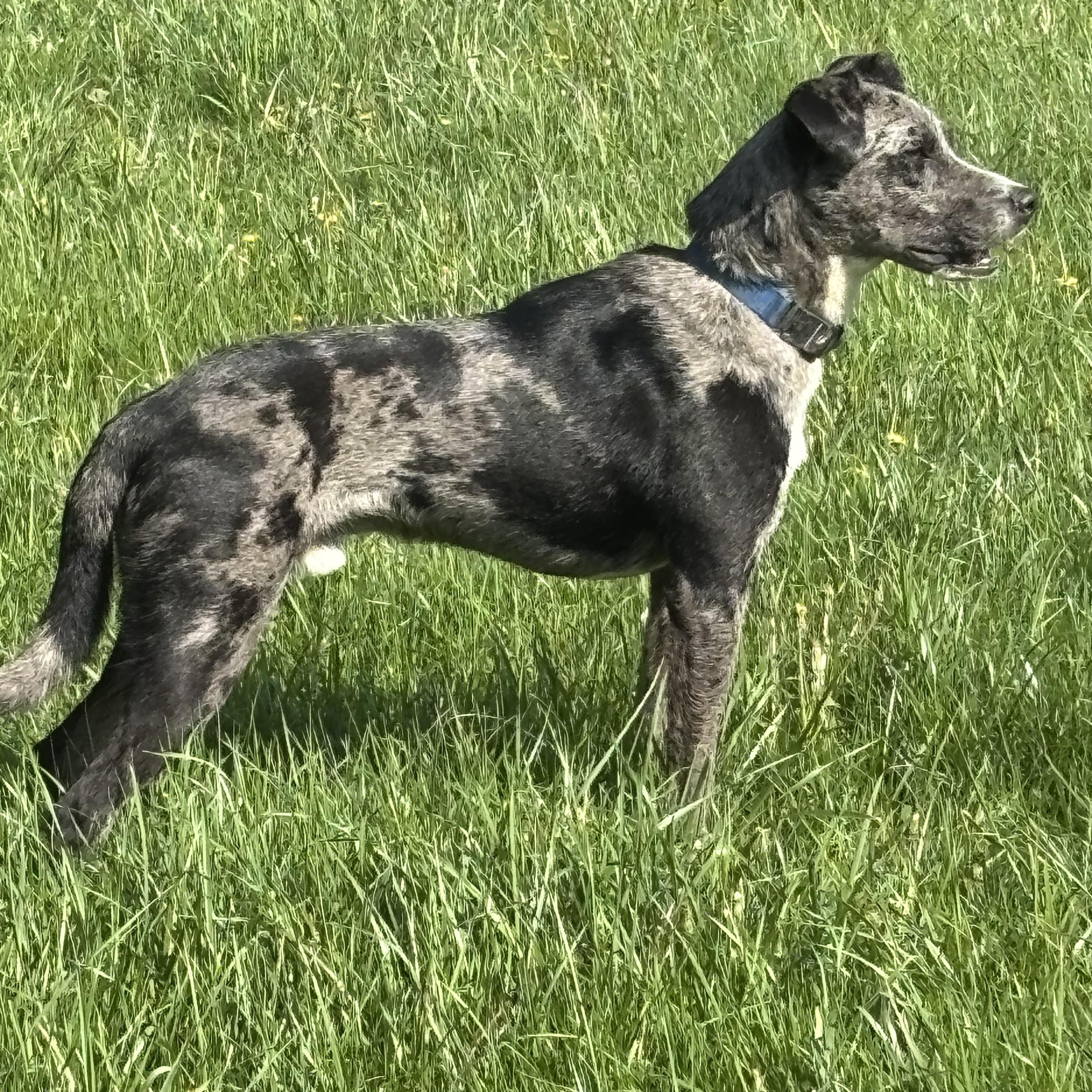 Blue, adopted, Young Male Catahoula Leopard Dog.