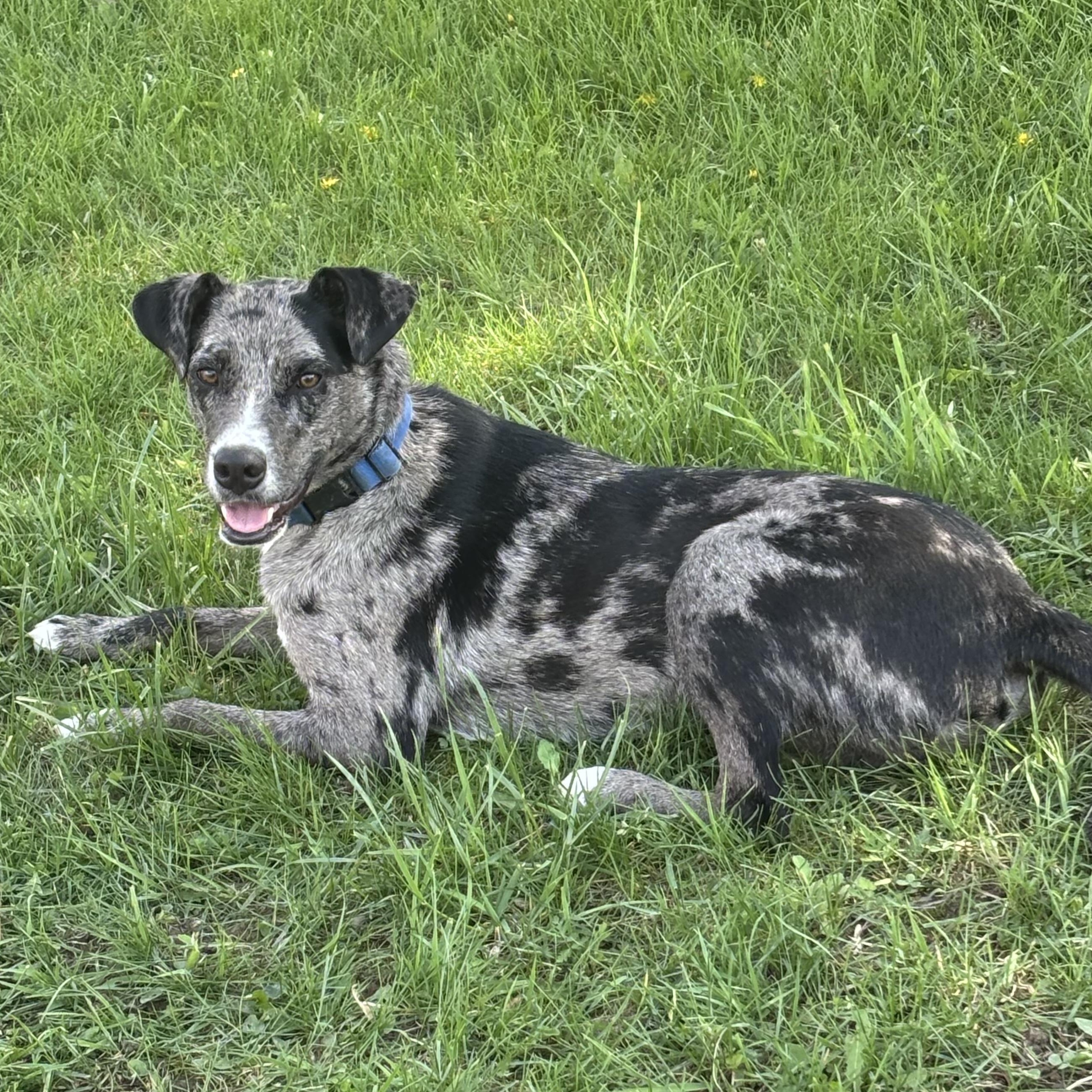 Enlarge Blue, an adopted Catahoula Leopard Dog in Adrian, MI image 2/6