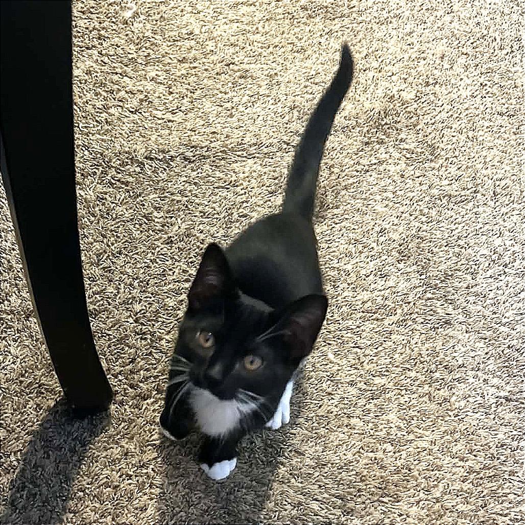 Enlarge Lilly, a Adoptable Domestic Short Hair in Monroe, MI image 2/4