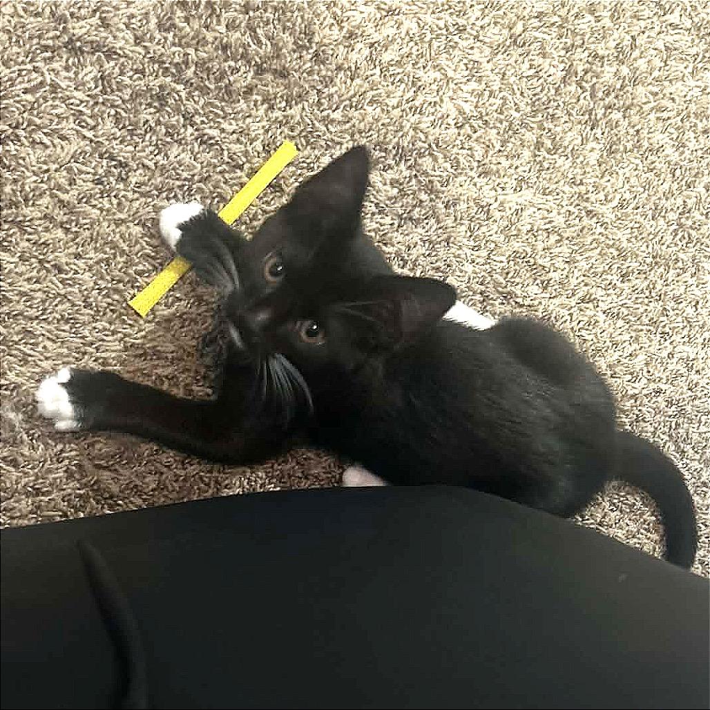 Enlarge Lilly, a Adoptable Domestic Short Hair in Monroe, MI image 3/4