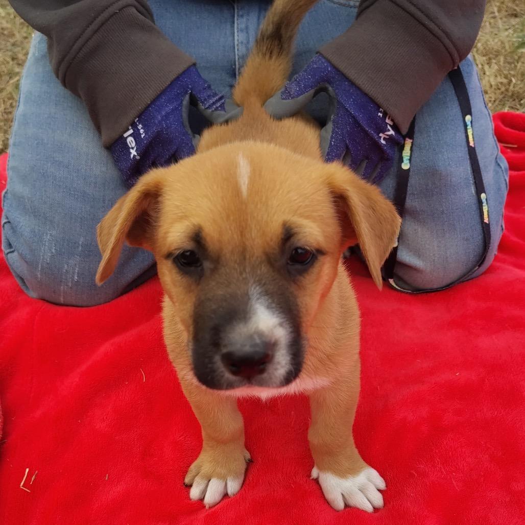 Rudolph, a Adoptable mixed breed in West Islip, NY image 1/3