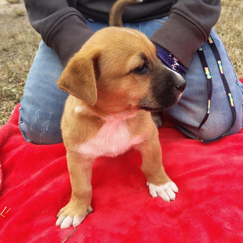 Rudolph, a Adoptable mixed breed in West Islip, NY image 2/3