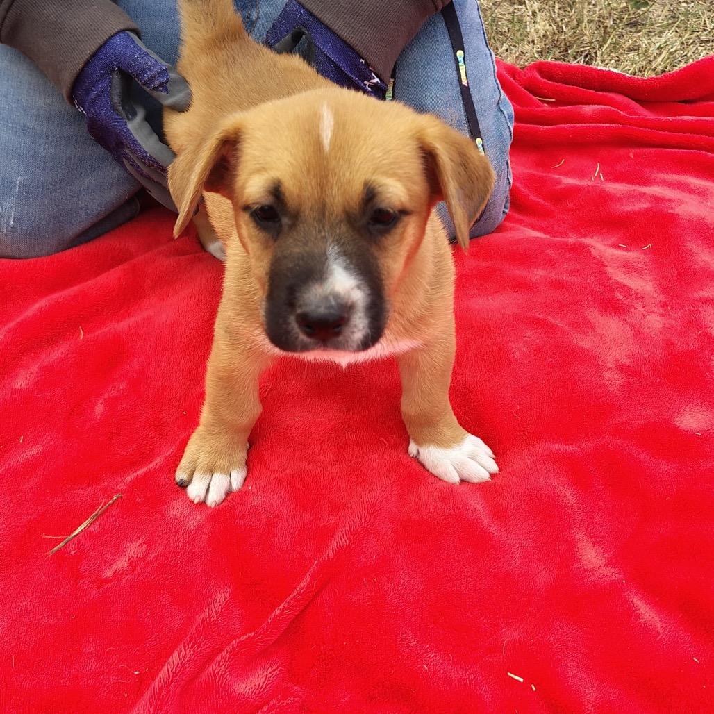 Rudolph, a Adoptable mixed breed in West Islip, NY image 3/3