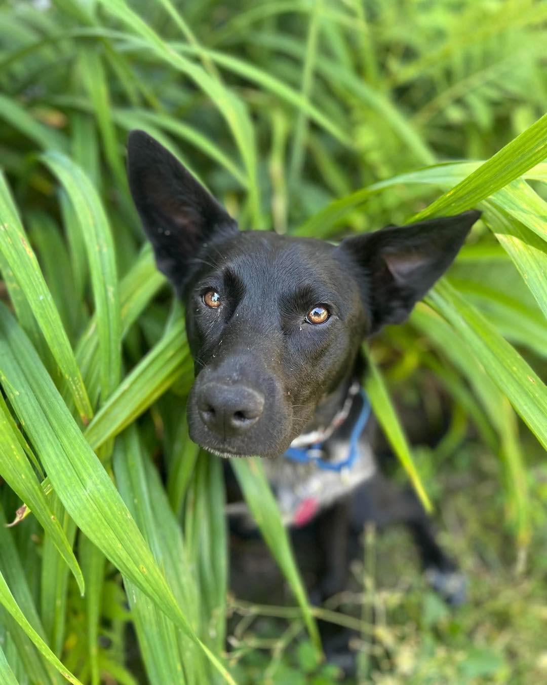 Enlarge Coco, a Adoptable Cattle Dog in Randolph Center, VT image 2/6