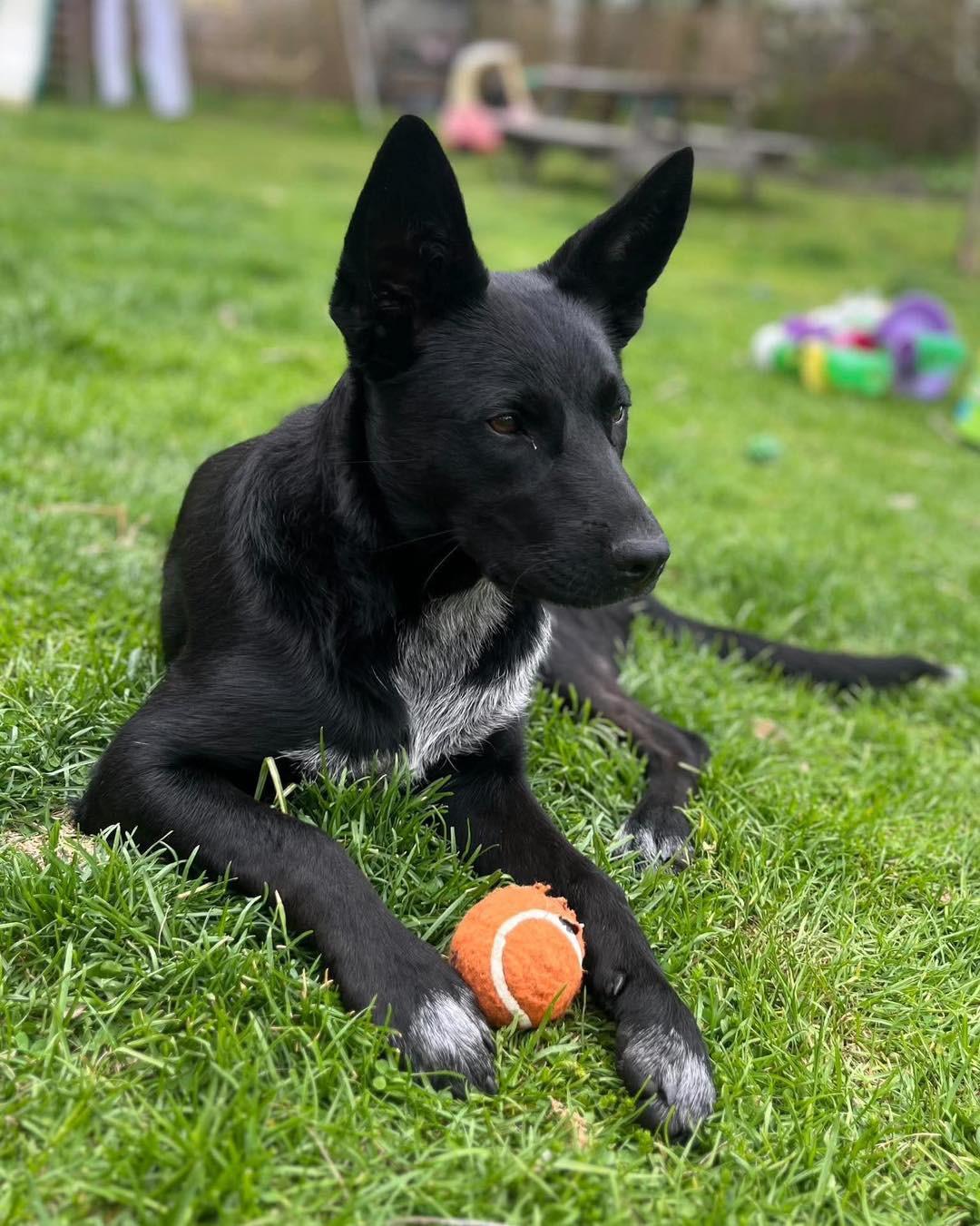 Enlarge Coco, a Adoptable Cattle Dog in Randolph Center, VT image 4/6