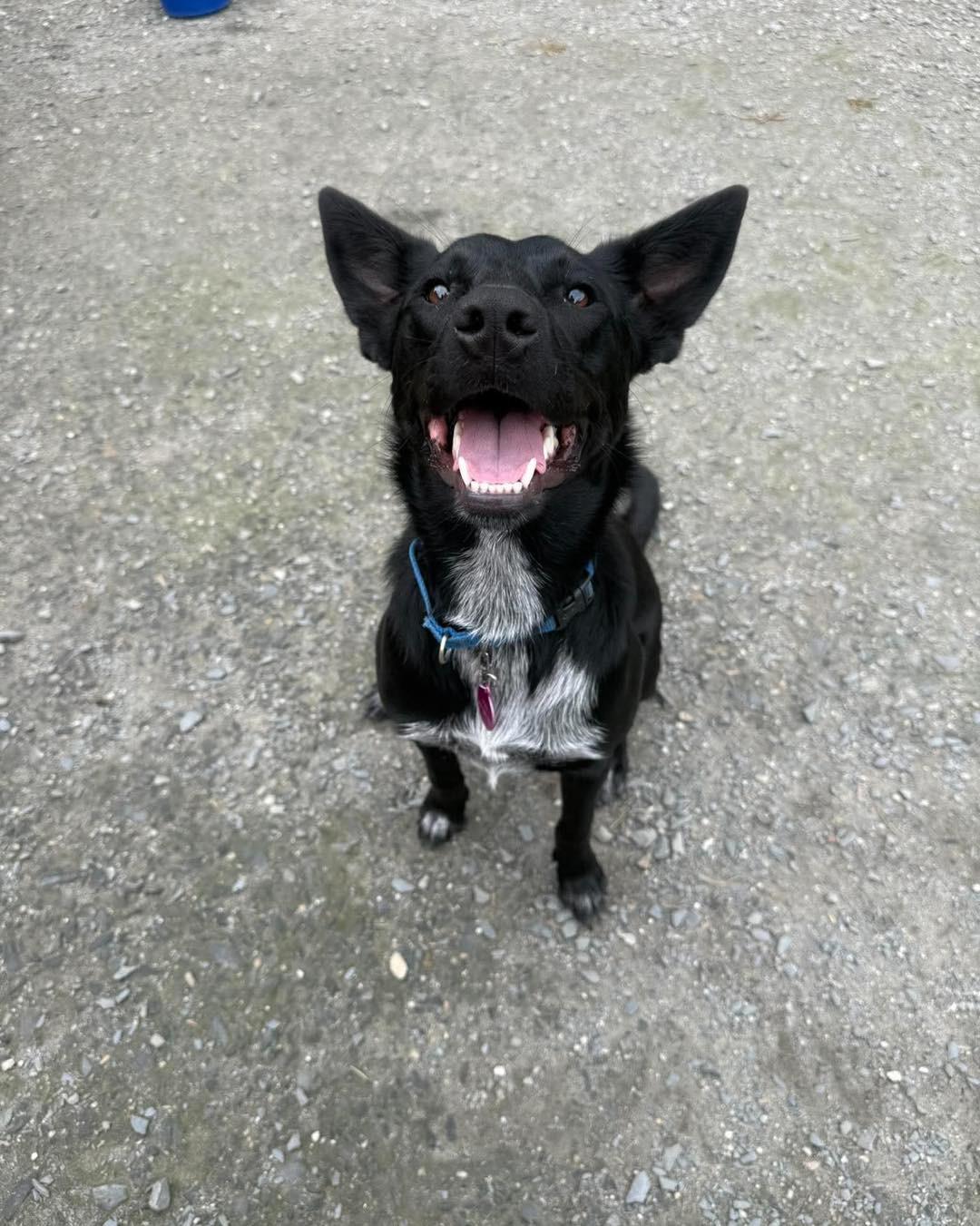 Coco, Adoptable, Young Female Cattle Dog.