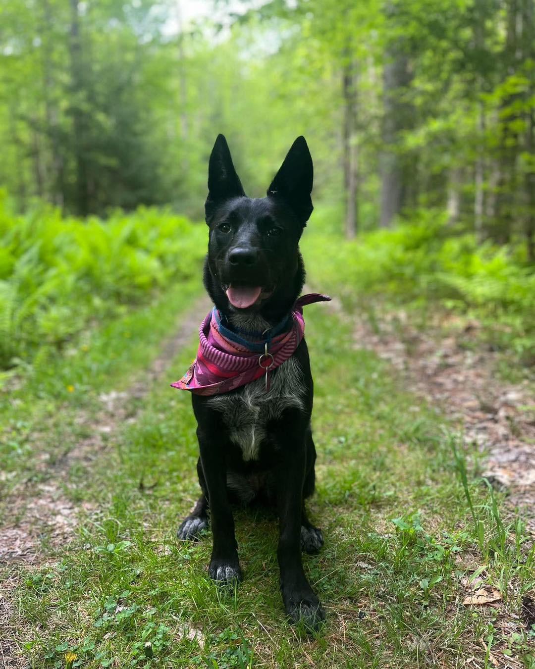 Enlarge Coco, a Adoptable Cattle Dog in Randolph Center, VT image 6/6