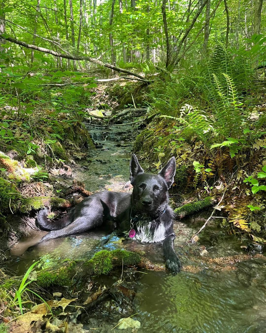 Enlarge Coco, a Adoptable Cattle Dog in Randolph Center, VT image 5/6