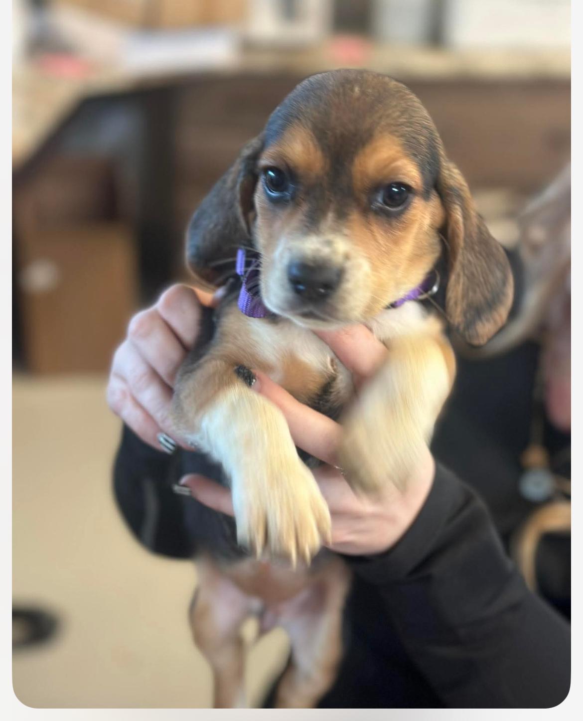 Pig Pen, an adopted Beagle in Columbia, MD image 2/4
