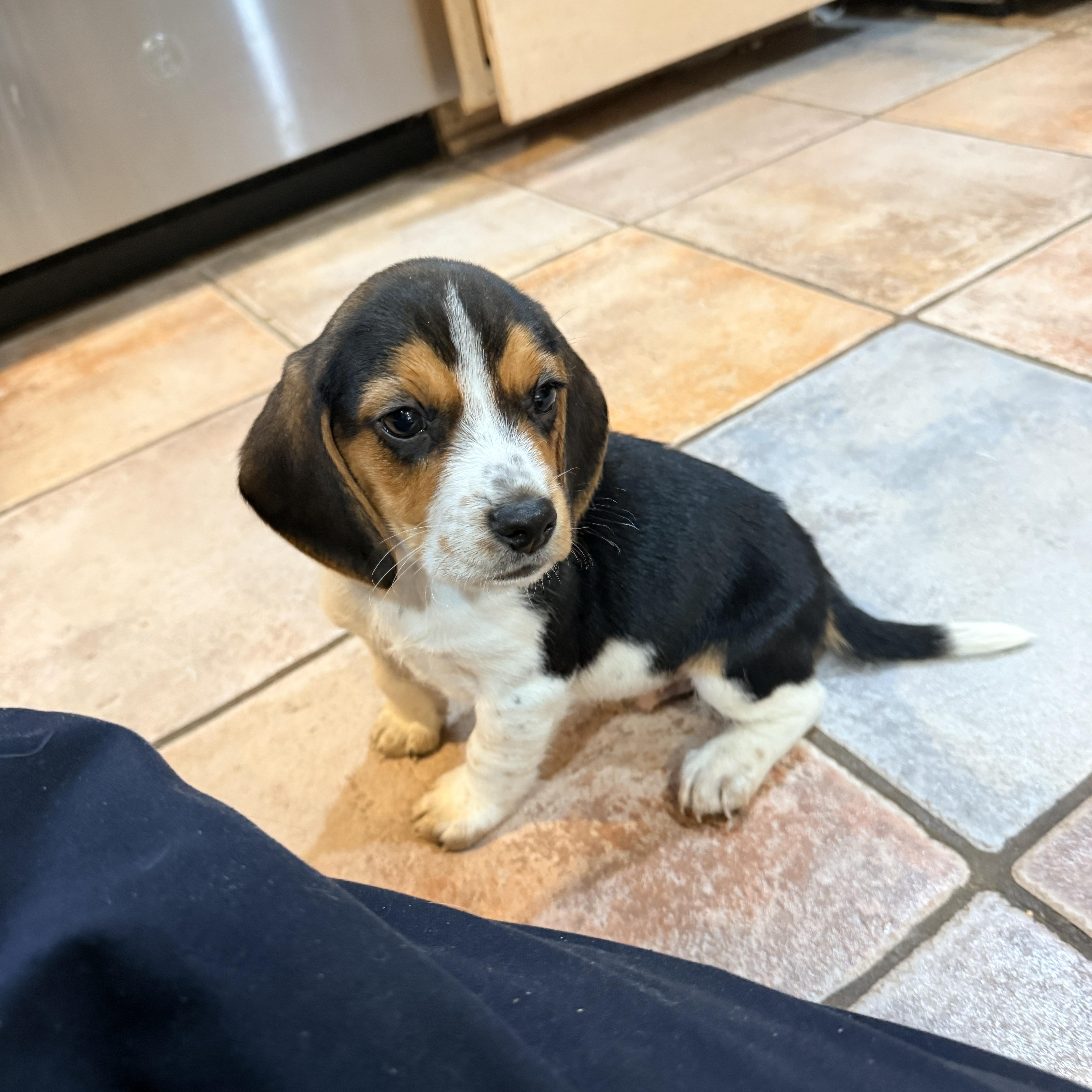 Pig Pen, an adopted Beagle in Columbia, MD image 4/4