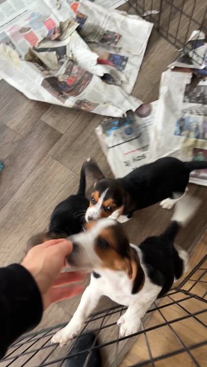 Enlarge Pig Pen, an adopted Beagle in Columbia, MD video 3/4