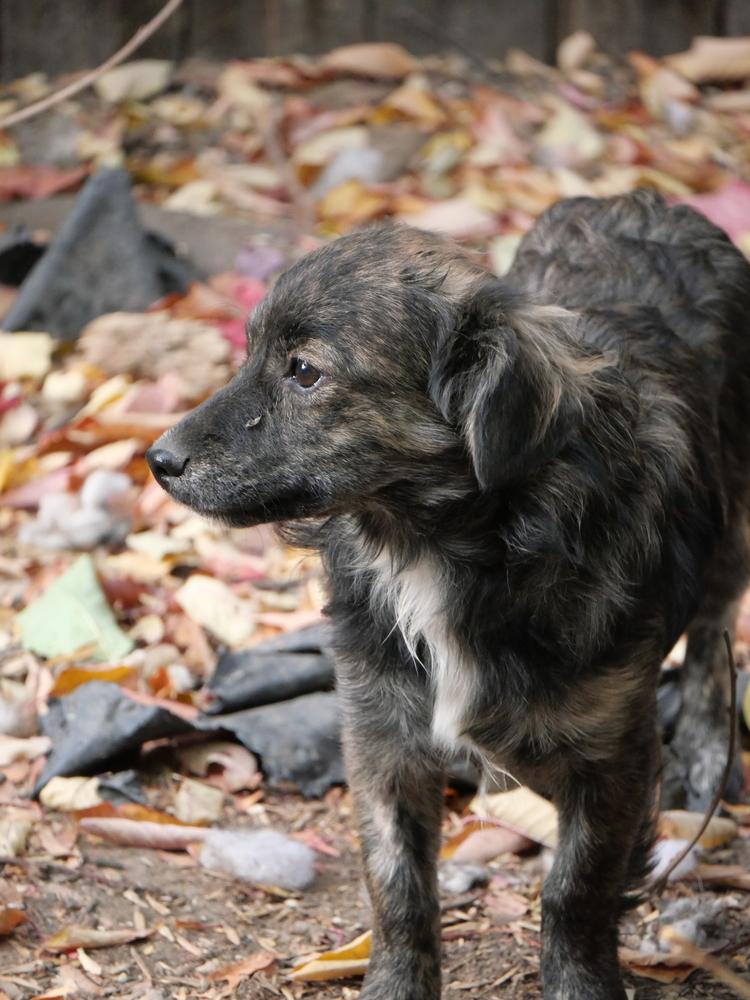 Enlarge Osoro, a Adoptable mixed breed in Boulder, CO image 3/6