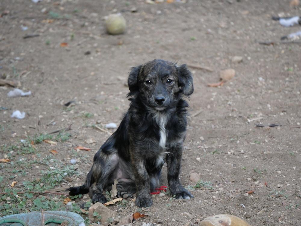 Enlarge Osoro, a Adoptable mixed breed in Boulder, CO image 4/6