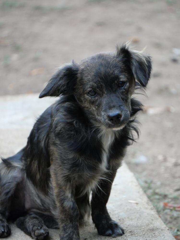 Enlarge Osoro, a Adoptable mixed breed in Boulder, CO image 1/6