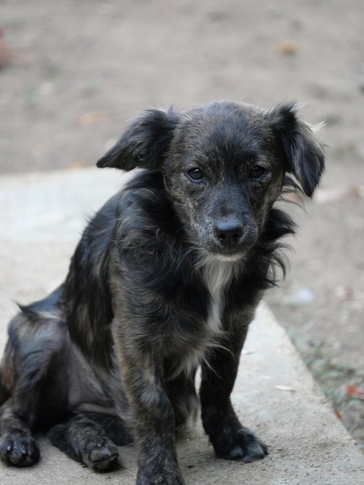 Enlarge Osoro, a Adoptable mixed breed in Boulder, CO image 5/6